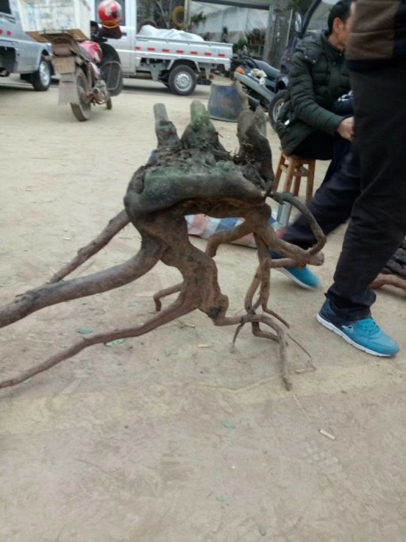 金弹子树桩！需要什么样的都可以哦