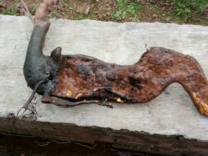 金弹子树桩！需要什么样的都可以哦