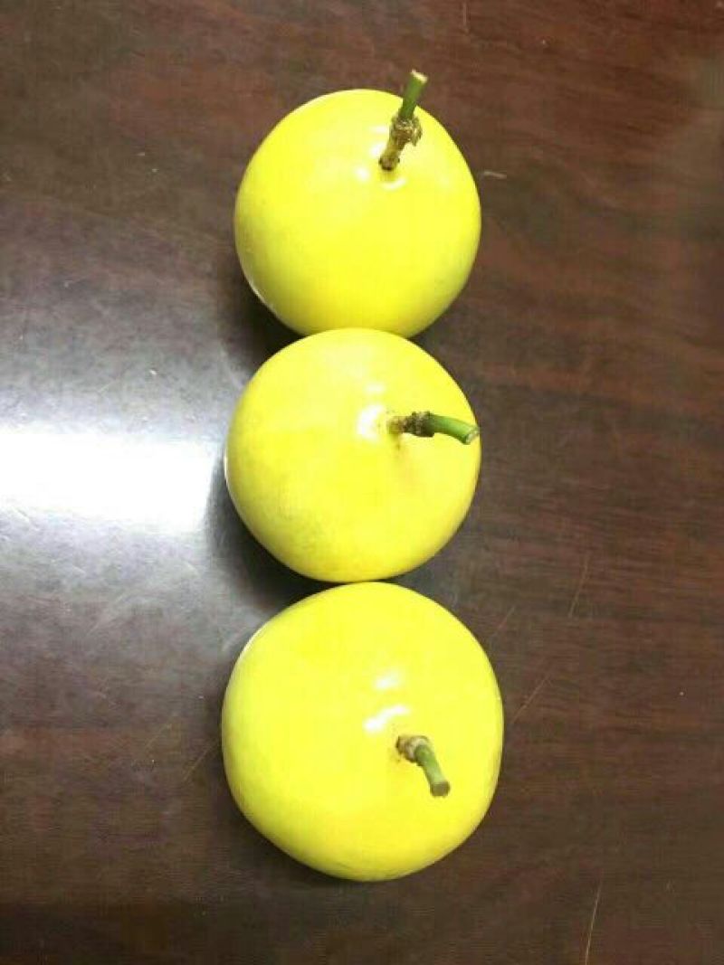 百香果苗黄金芭乐味百香果