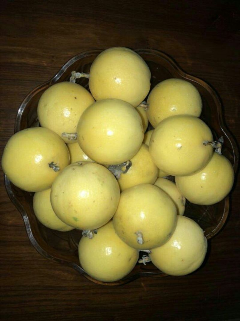 百香果苗黄金芭乐味百香果