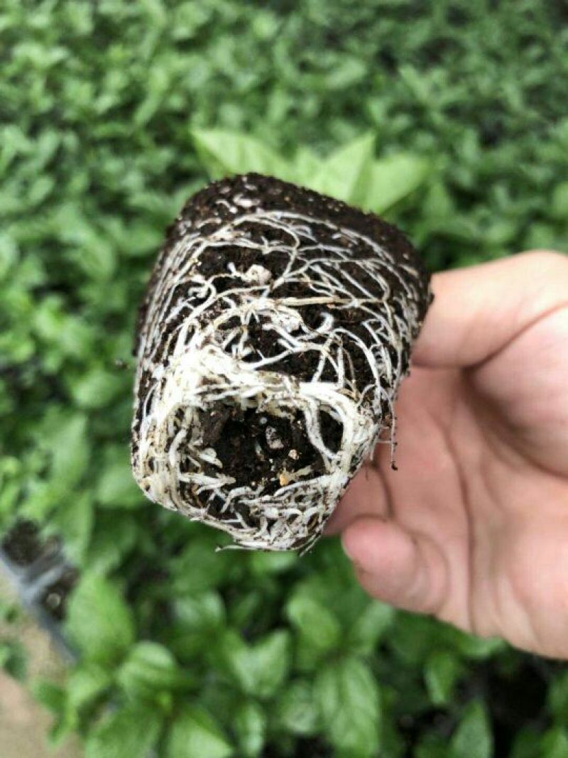 百香果苗黄金芭乐味百香果