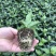 百香果苗黄金芭乐味百香果
