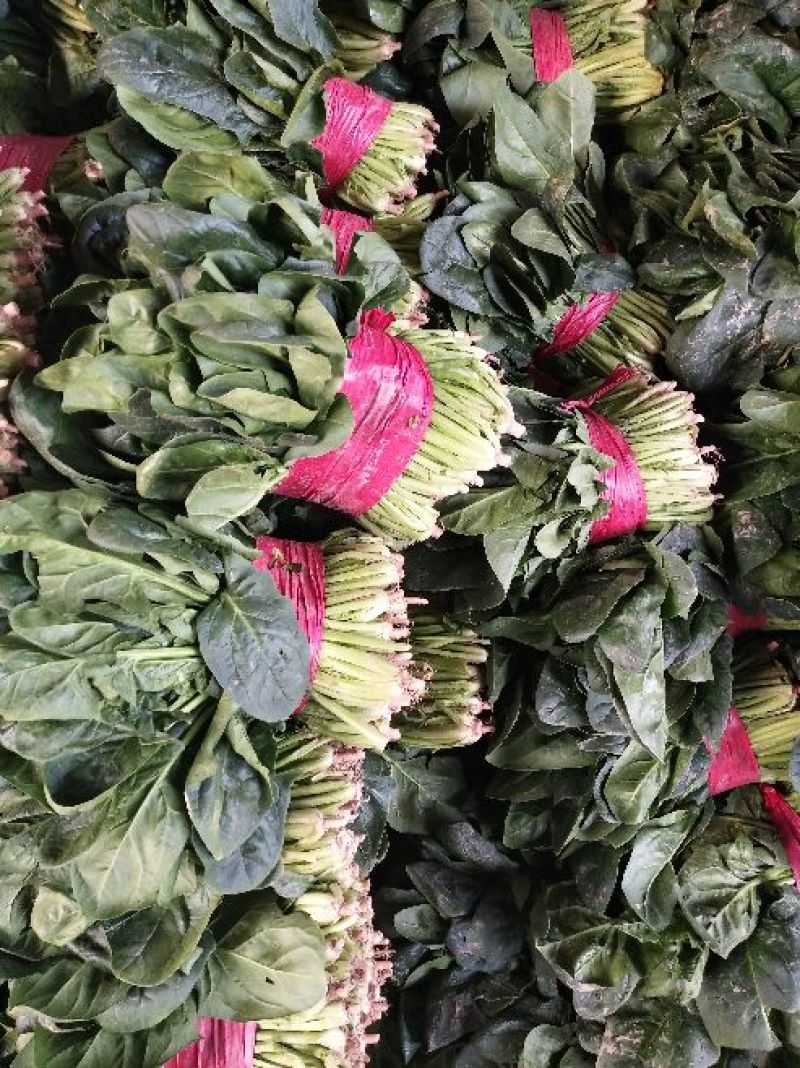 大叶菠菜25~30厘米