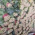 大叶菠菜25~30厘米