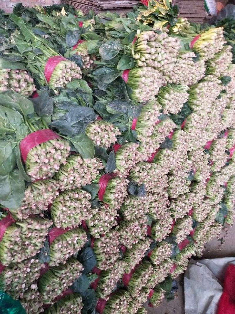 大叶菠菜25~30厘米