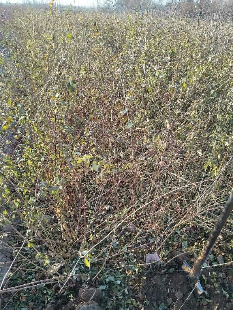 连翘苗80cm以上
