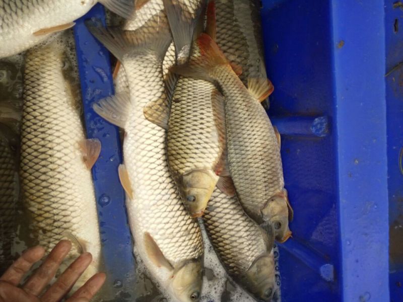 鲤鱼1~2公斤食用