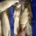 鲤鱼1~2公斤食用
