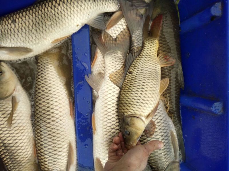 鲤鱼1~2公斤食用