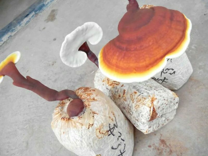 段木灵芝孢子粉500g或250g/袋（分装2克/包）