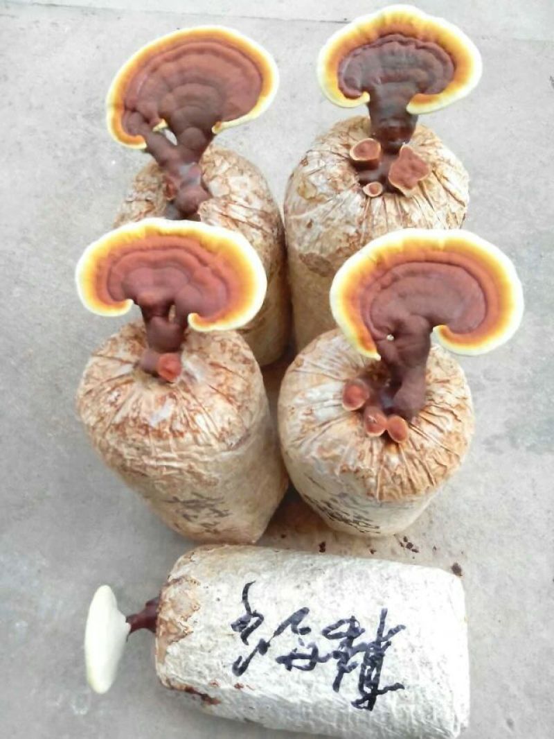 段木灵芝孢子粉500g或250g/袋（分装2克/包）