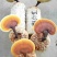 段木灵芝孢子粉500g或250g/袋（分装2克/包）