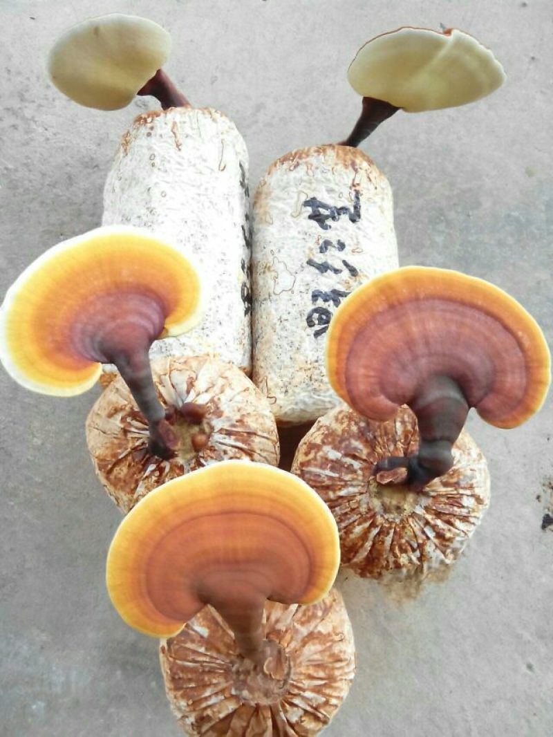 段木灵芝孢子粉500g或250g/袋（分装2克/包）
