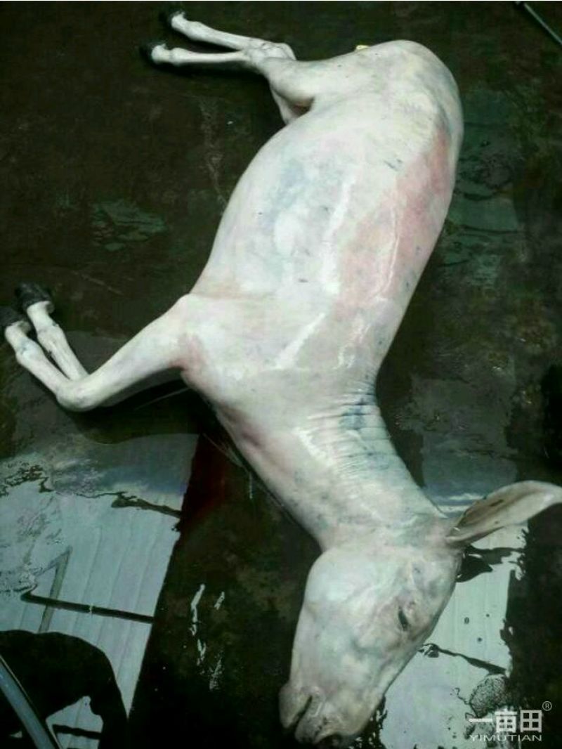 驴皮新鲜驴皮，东阿直供