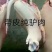 驴皮新鲜驴皮直供东阿货源