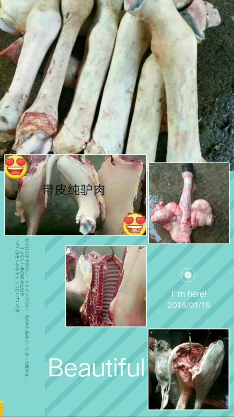 驴皮新鲜驴皮直供东阿货源