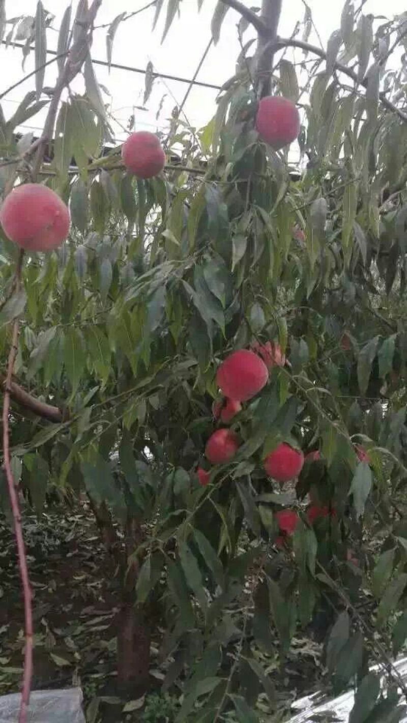 桃树苗批发桃树占地桃树山东青岛平度规格齐全