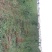 桃树苗批发桃树占地桃树山东青岛平度规格齐全