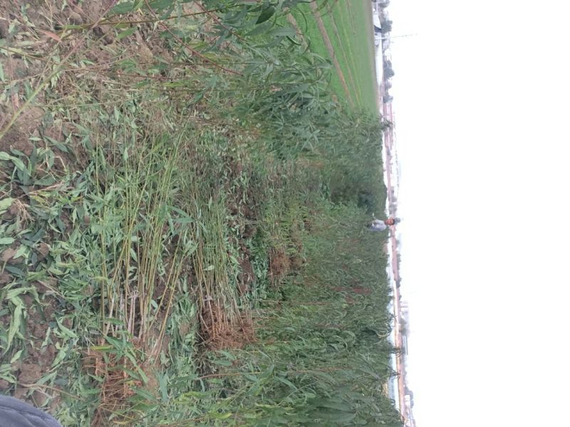 桃树苗批发桃树占地桃树山东青岛平度规格齐全