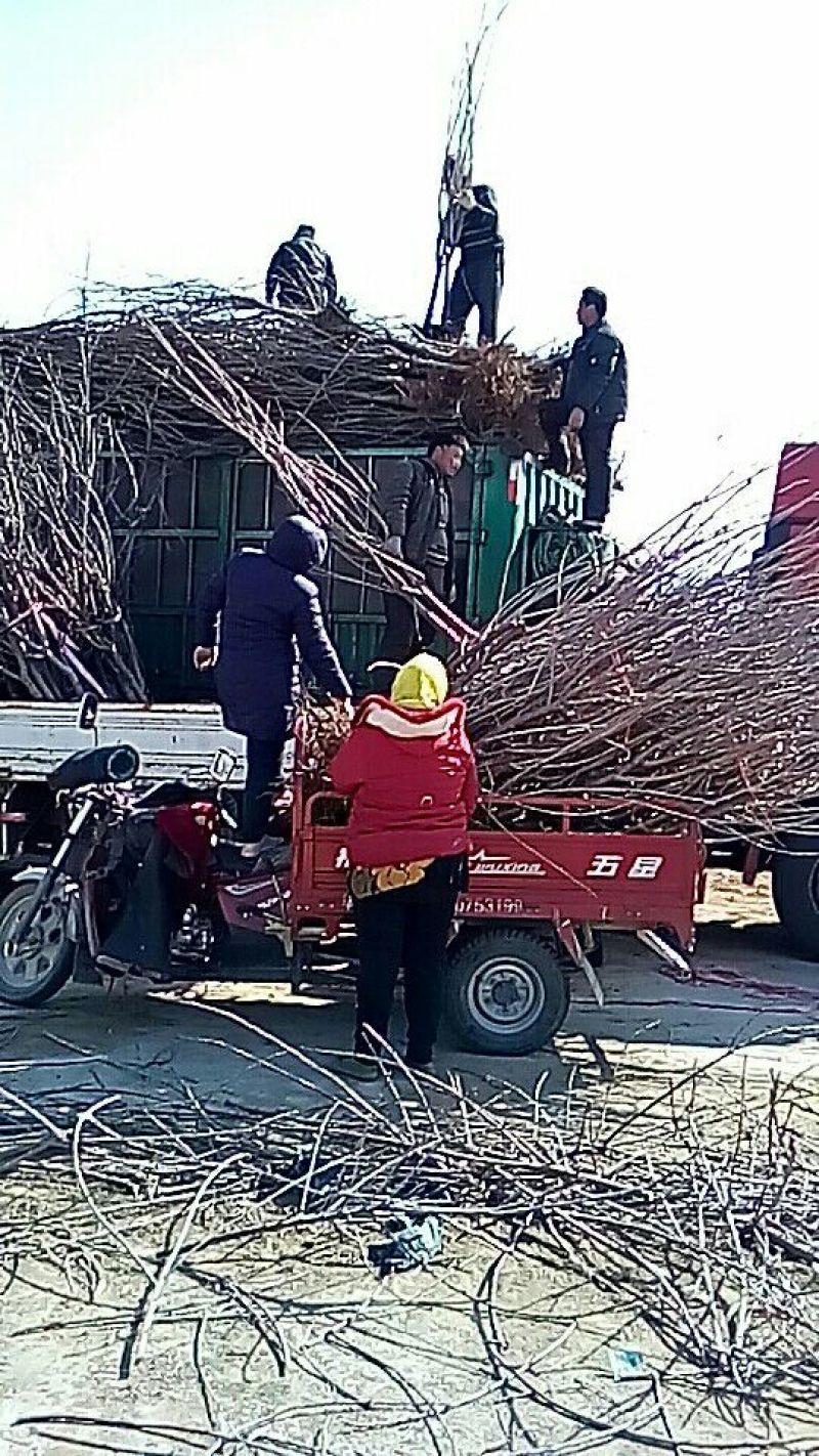 桃树苗批发桃树占地桃树山东青岛平度规格齐全
