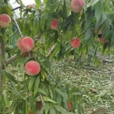 桃树苗批发桃树占地桃树山东青岛平度规格齐全