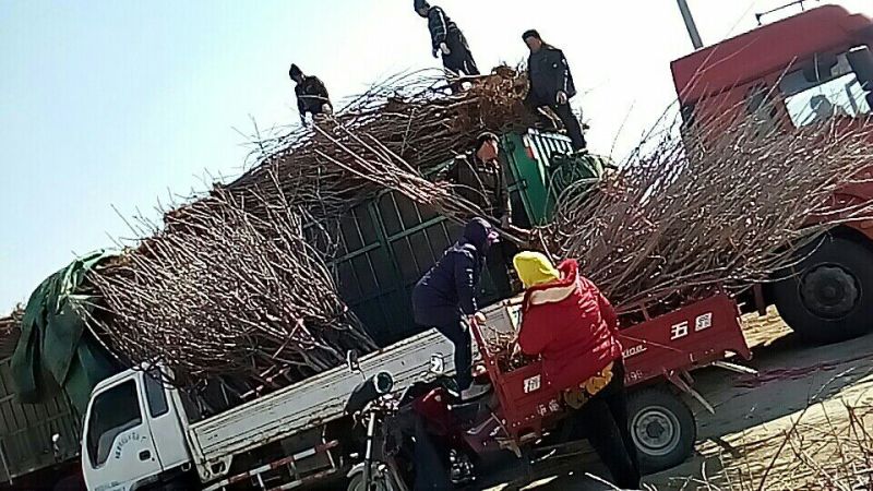 桃树苗批发桃树占地桃树山东青岛平度规格齐全