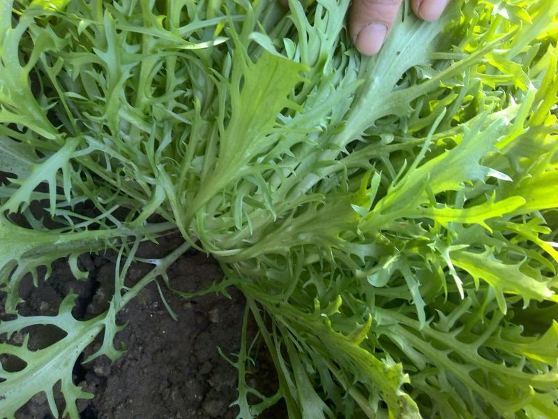 苦菊10~12cm