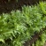 苦菊10~12cm