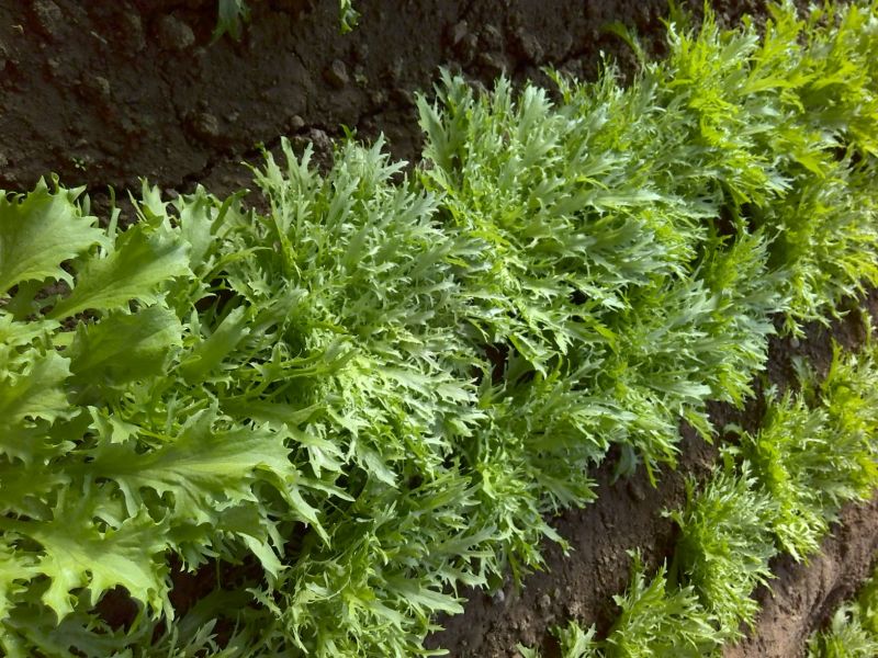 苦菊10~12cm