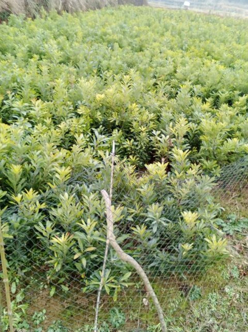 杨梅苗30~50cm