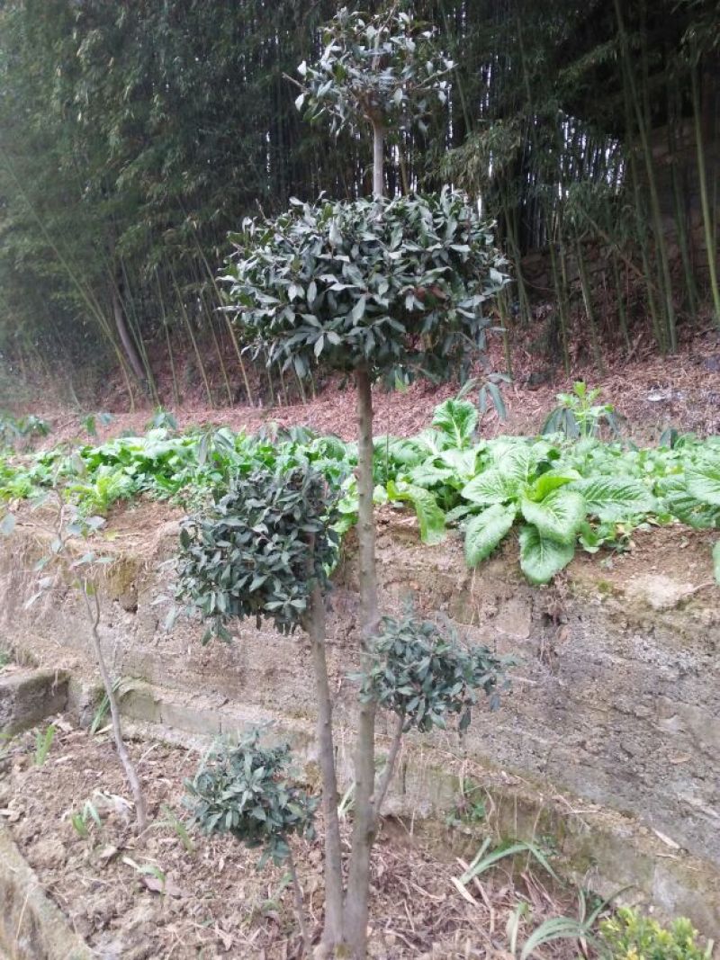 金弹子树桩