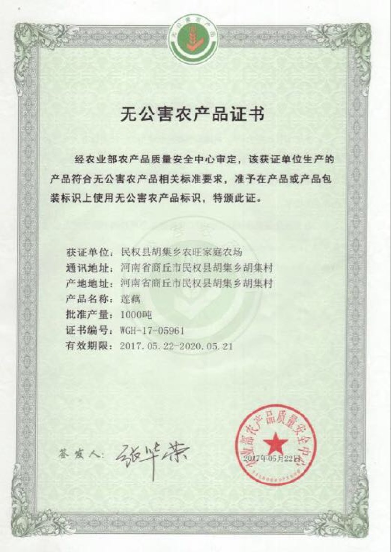 莲藕种苗无公害莲藕
