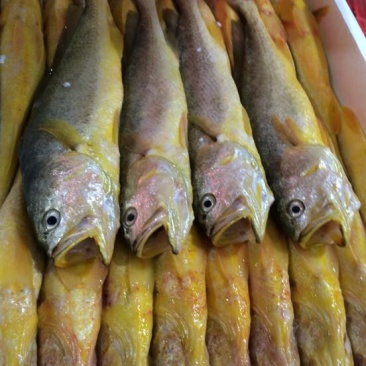 大黄鱼食用