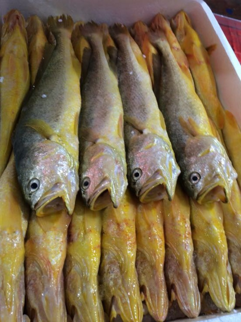 大黄鱼食用
