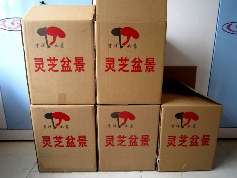 灵芝盆景大中型盆景灵芝摆件