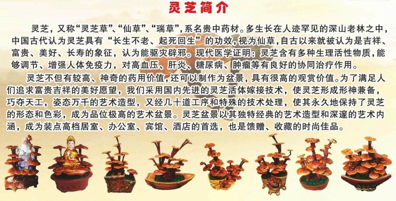 灵芝盆景大中型盆景灵芝摆件