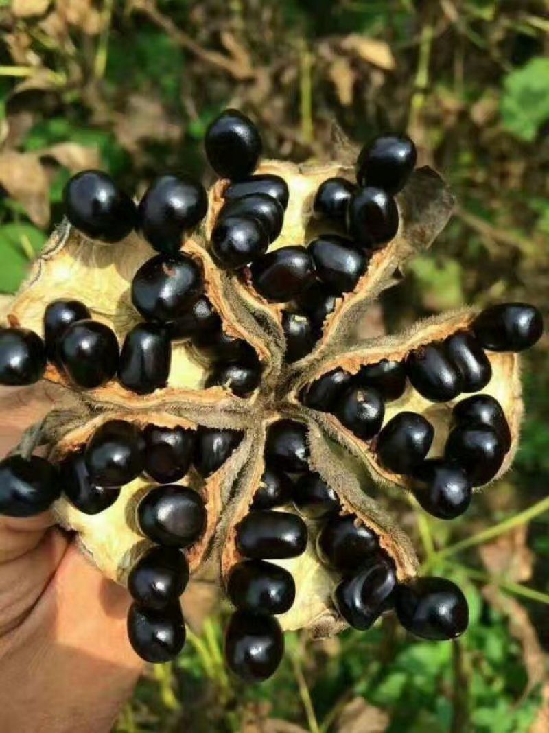 牡丹苗，1年生药用牡丹苗，基地直销，批发价。