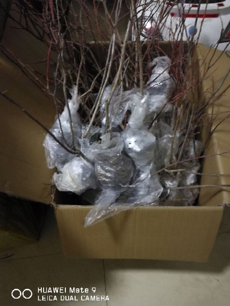红树莓苗，30～50cm提供种植技术
