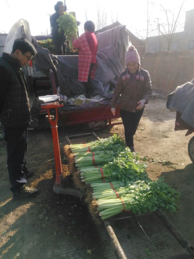 泰安宁阳芹菜，美国西芹60c，捆装3到5斤高度65