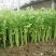 泰安宁阳芹菜，美国西芹60c，捆装3到5斤高度65