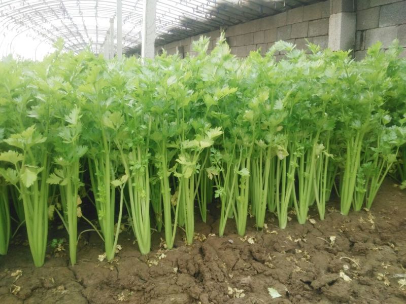 泰安宁阳芹菜，美国西芹60c，捆装3到5斤高度65