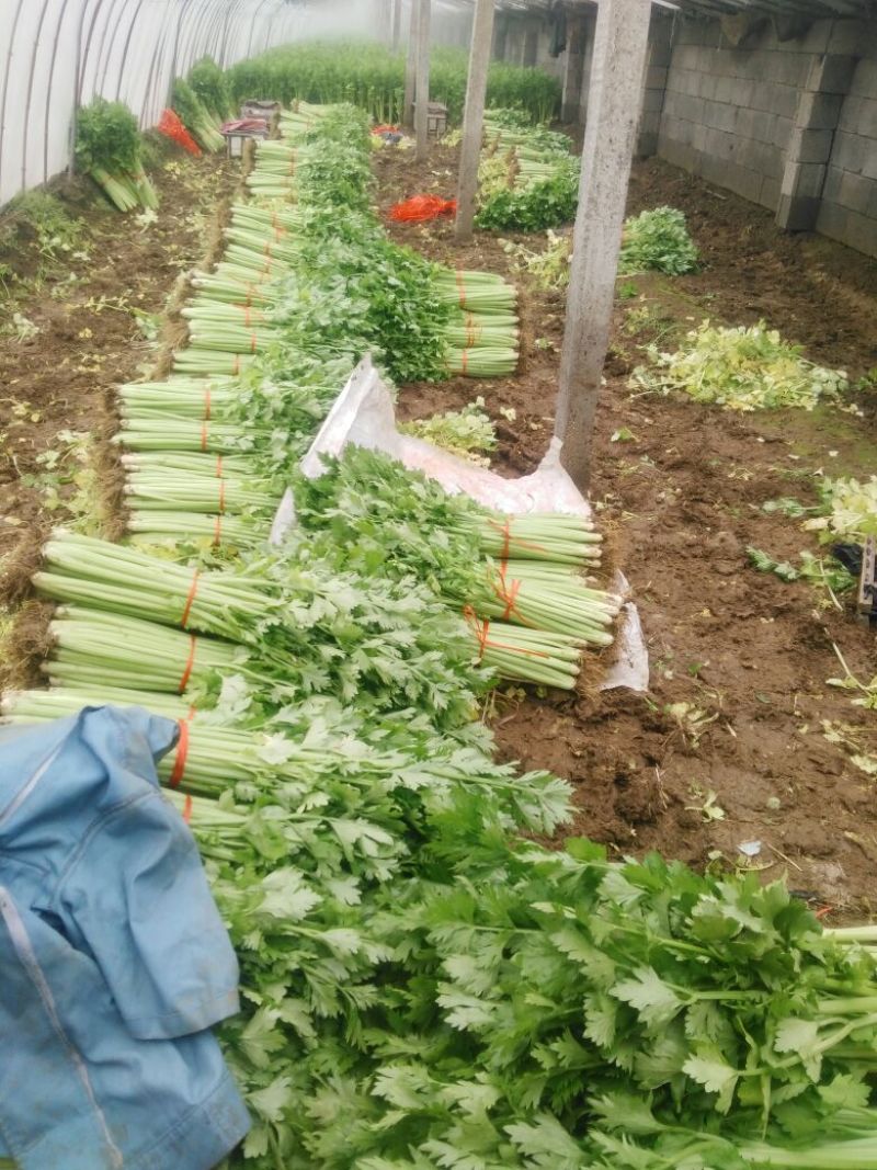 泰安宁阳芹菜，美国西芹60c，捆装3到5斤高度65