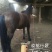 伊犁马200~300kg