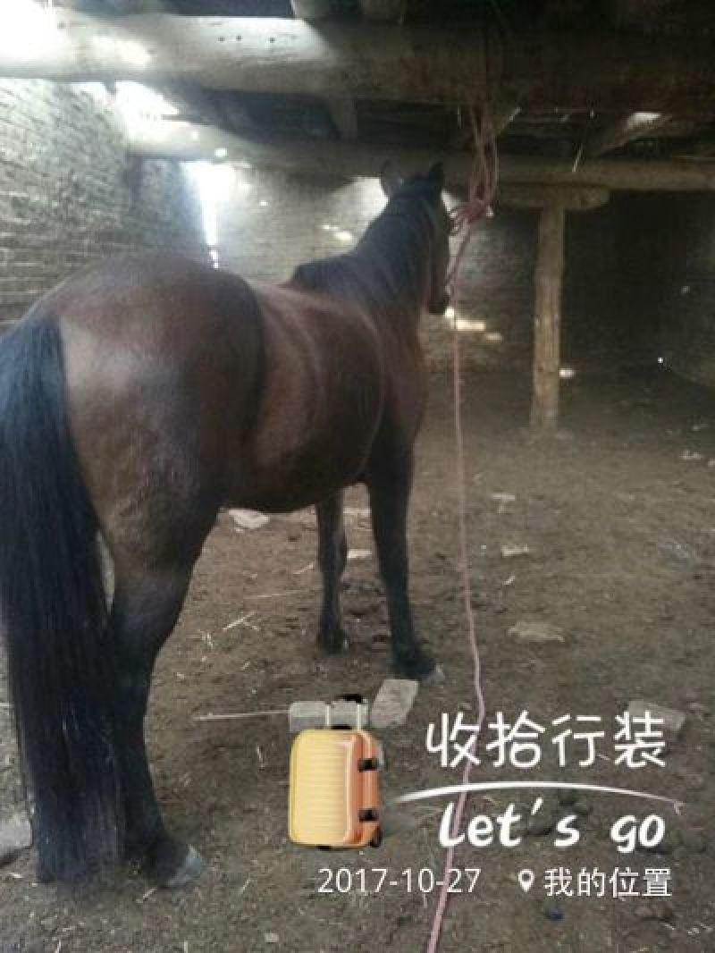 伊犁马200~300kg