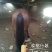 伊犁马200~300kg