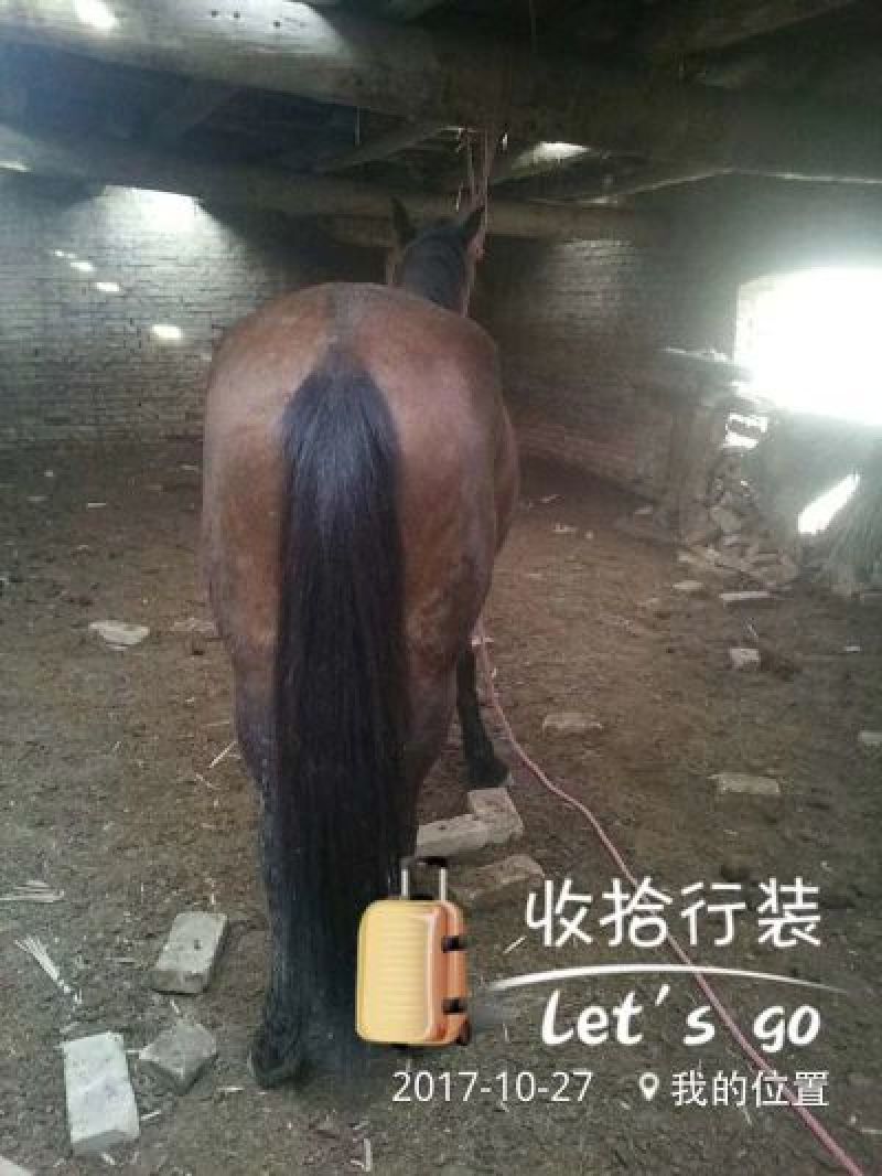 伊犁马200~300kg