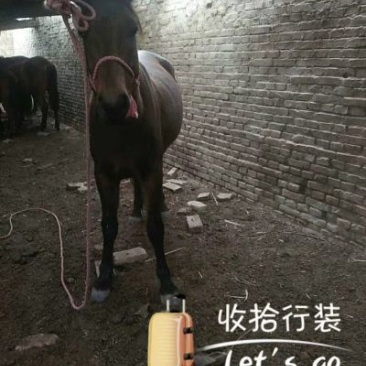 伊犁马200~300kg