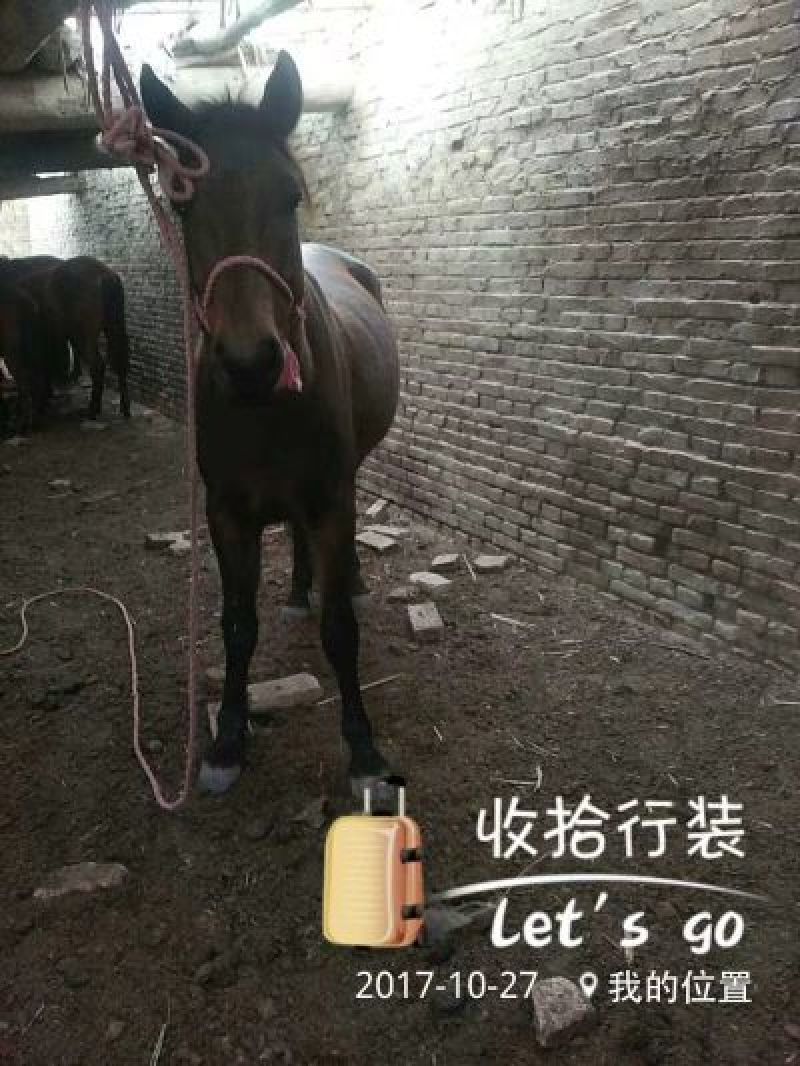 伊犁马200~300kg