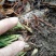 兰花裸根不带土
