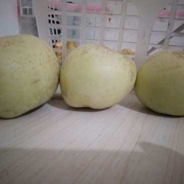 印度青苹果80mm以上膜袋